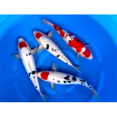 Crapi Koi import Japonia 45-47 cm Genjiro Farma Tancho Sanke, Sanke