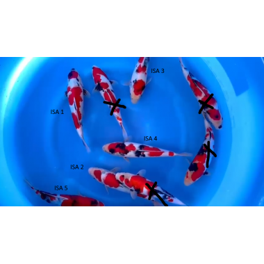 Crapi Koi import Japonia Very High Quality Jumbo Tosai 28-30 cm Isa Farm